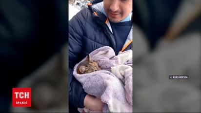 В Одессе спасли кошку, которая три дня в сильные морозы сидела на дереве