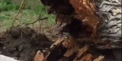 У Києві через сильний вітер впало величезне дерево
