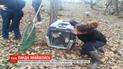 В французский зоопарк вернули красную панду, которая накануне исчезла из клетки