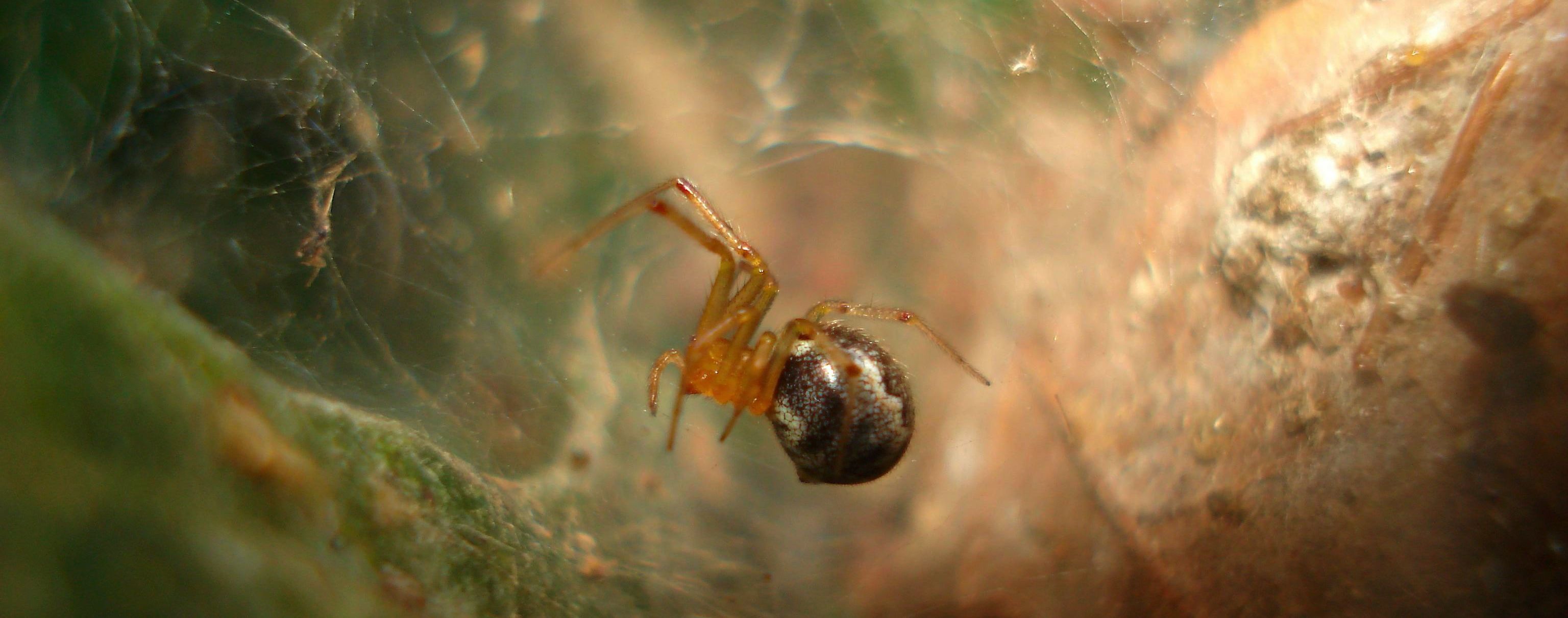 Через "кліматичний хаос" павуки стають дедалі агресивнішими – дослідження