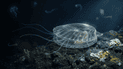 Глубоководный моллюск Catillopecten margaritatus