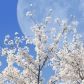 Время борьбы, перемен и флирта: лунный календарь на апрель-2020