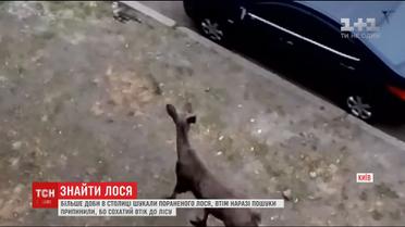 В Киеве прекратили поиски раненого лося
