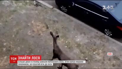 У Києві припинили пошуки пораненого лося