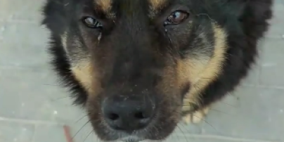 Ще один Хатіко: у Бородянці собака чекає на своїх господарів уже два місяці