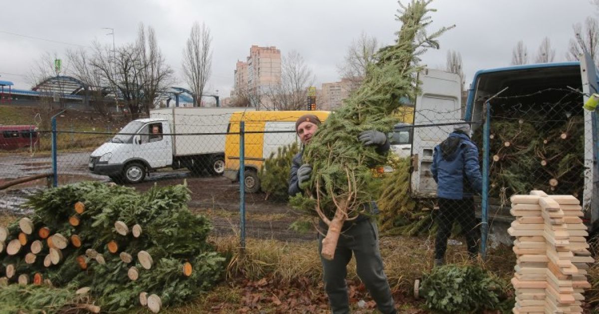 Киевлян просят не свозить новогодние елки в зоопарк на корм животным: какая причина