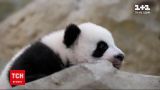 Новини світу: у зоопарку під Парижем уперше показали двох сестричок-панд