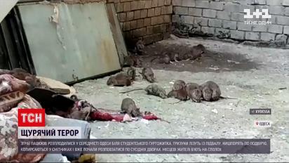 Новини України: зграї щурів в Одесі тероризують мешканців середмістя