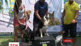 У Бразилії вперше влаштували Олімпійські ігри для собак