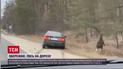 Выбежал прямо под колеса: в Киевской области произошло ДТП с участием настоящего лося