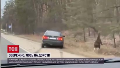 Вибіг прямо під колеса: на Київщині сталося ДТП за участю справжнього лося
