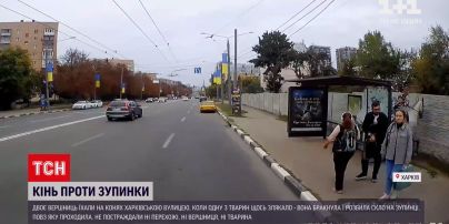 Новости Украины: в Харькове испуганный конь разбил стеклянную остановку общественного транспорта