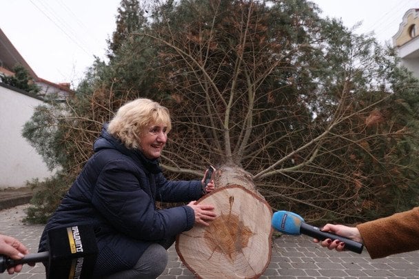 Ялинка / © Львівська міська рада