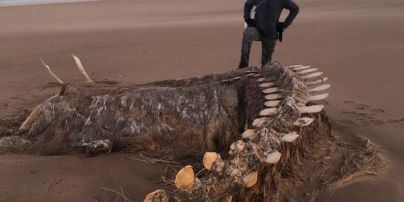 Схожий на лохнеське чудовисько: на пляжі Шотландії знайшли гігантський скелет невідомої істоти