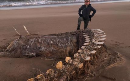 Схожий на лохнеське чудовисько: на пляжі Шотландії знайшли гігантський скелет невідомої істоти