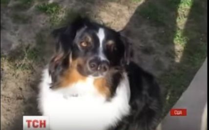 У США двоносий пес уникнув смерті та приєднався до родини особливих собак