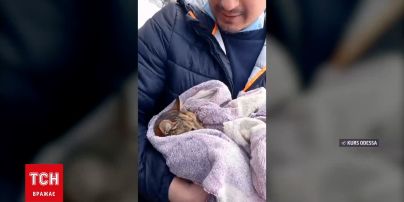 В Одесі врятували кішку, яка три дні в люті морози сиділа на дереві