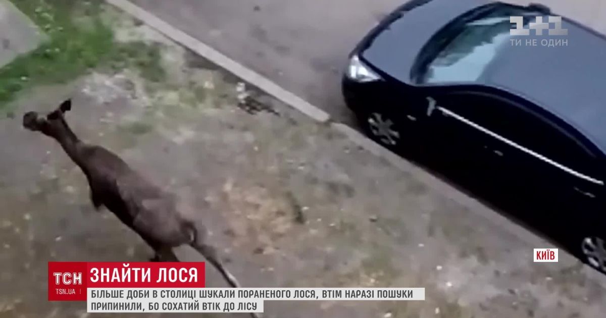 Лось, який бігав Києвом, втік у лісництво