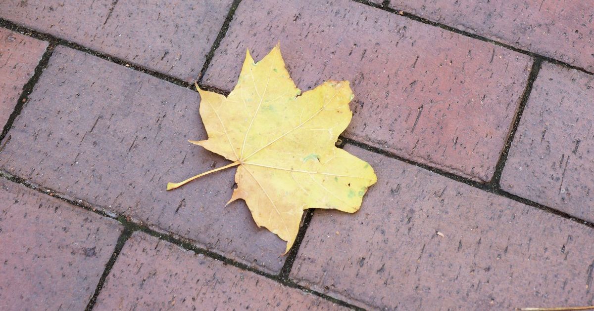 Сухо и от 8° мороза до 14° тепла: прогноз погоды в Украине на вторник, 15 ноября