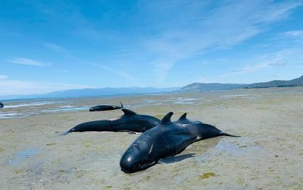"Тривожний знак": на узбережжі Фризьких островів знайшли близько сотні мертвих дельфінів