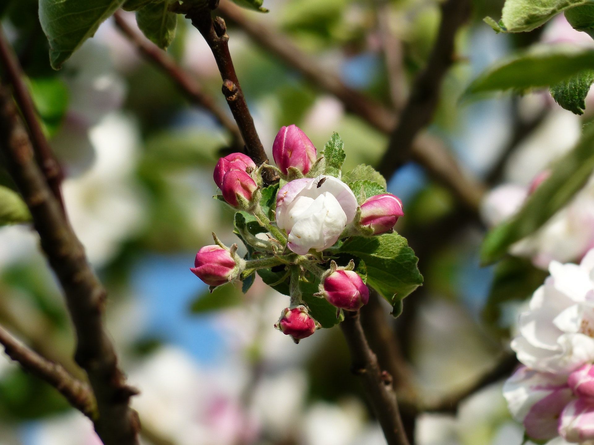 До 8 травня ще не зацвіли яблуні, не варто чекати хорошого урожаю яблук / © Pexels