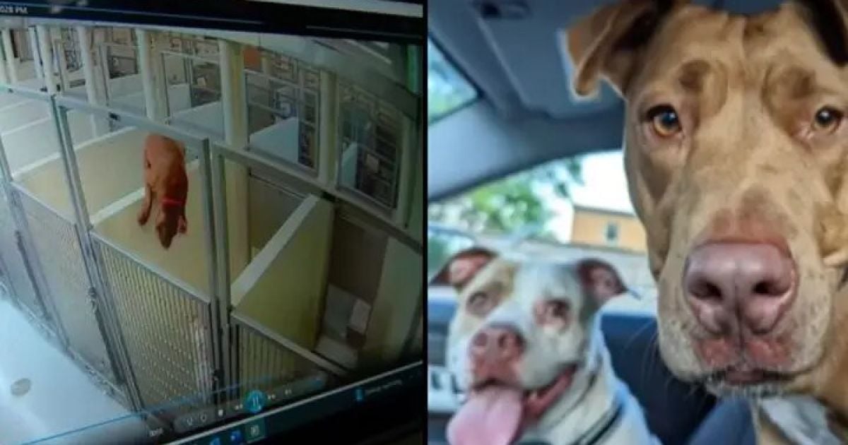 Пітбулі Бренда та Лінда / Фото: Friends of Minneapolis Animal Care & Control