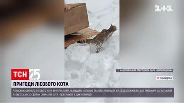 Во Львовской области селяне спасли лесного кота | Новости Украины