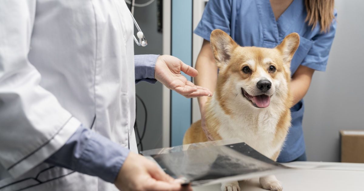 Коргі у ветеринара