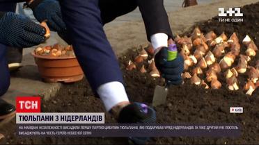 На Майдані Незалежності висаджують 100 тисяч тюльпанів | Новини Києва