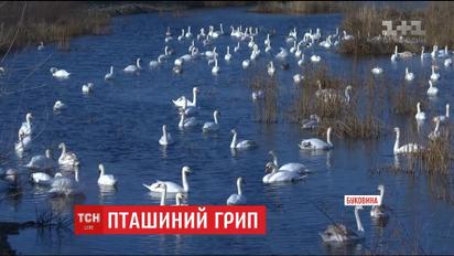 Лебеди на Буковине гибнут от птичьего гриппа