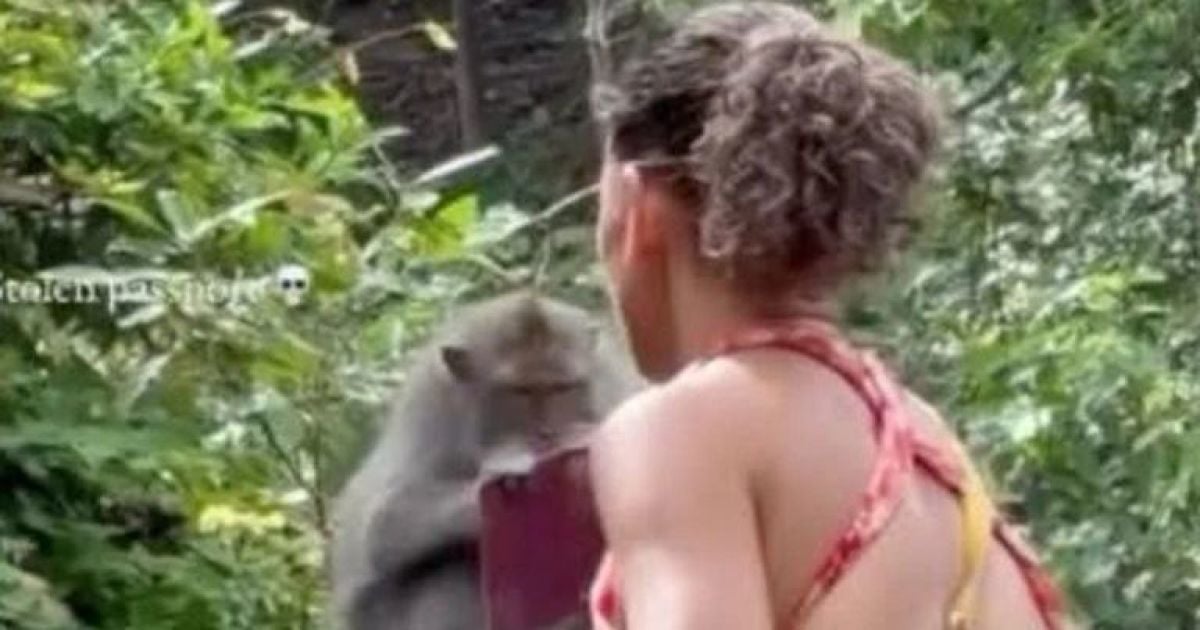 Обезьяна разорвала паспорт туристки