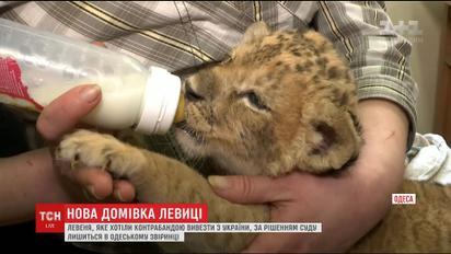 Львенок Сандра, которого бывший хозяин накачивал наркотиками, получил одесскую прописку