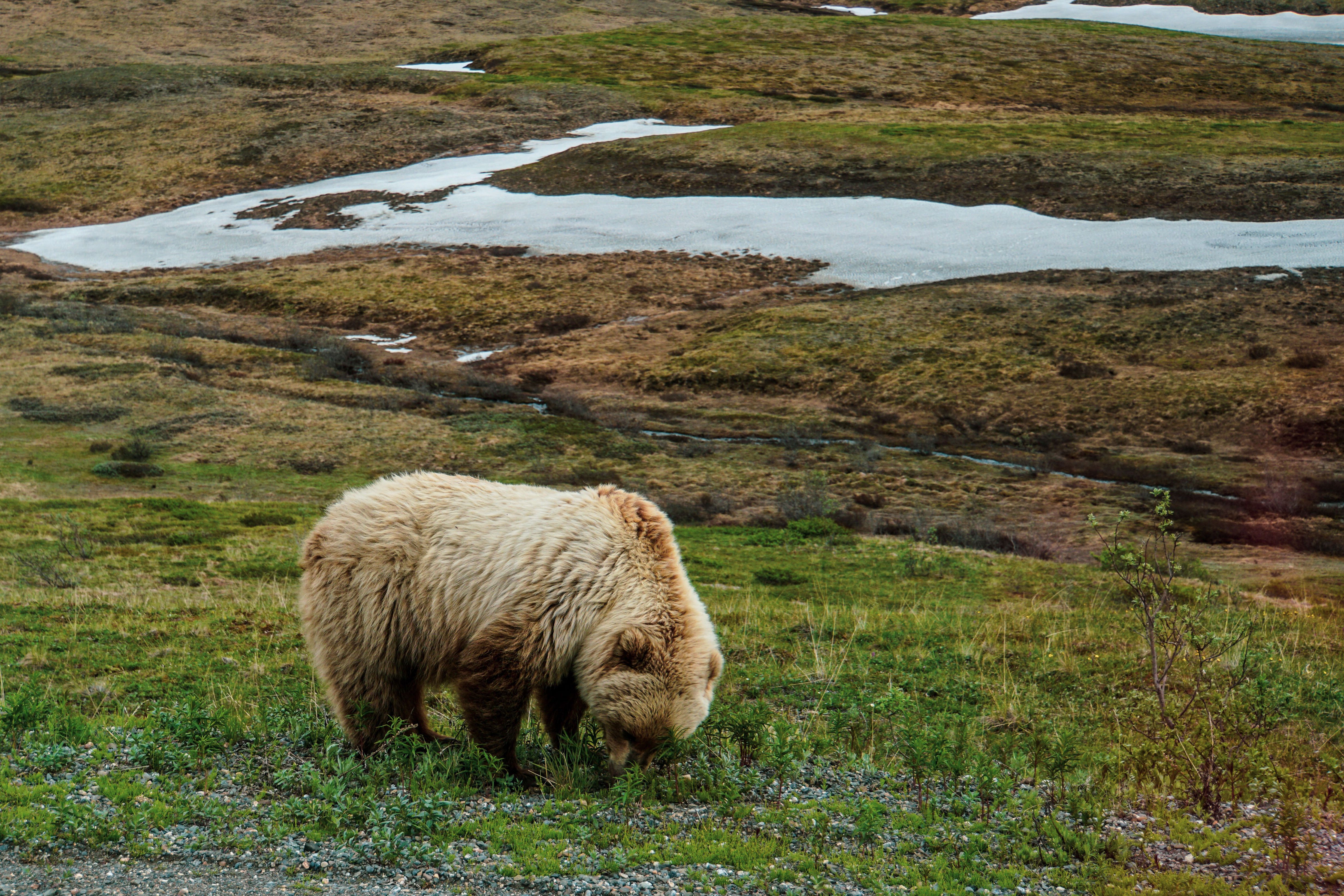 Бурий ведмідь на Алясці / © Bodo Travel