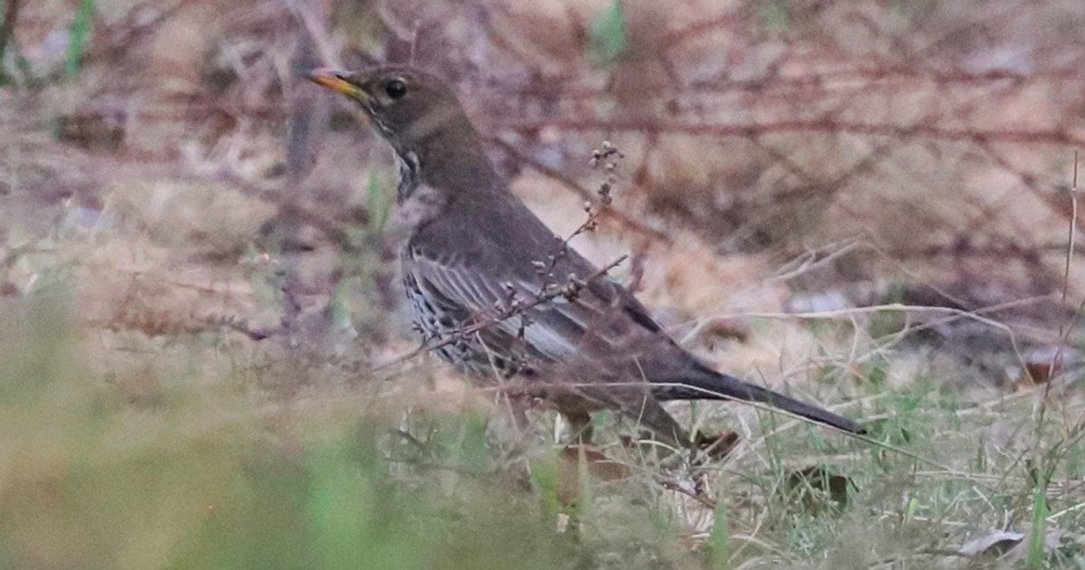 Дрізд гірський