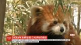 В китайском Ухане для посетителей открыли городской зоопарк