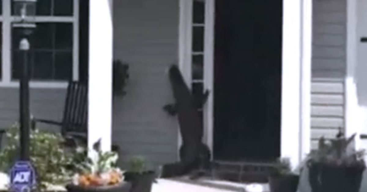 В Америке наглый аллигатор постучал в дверь дома