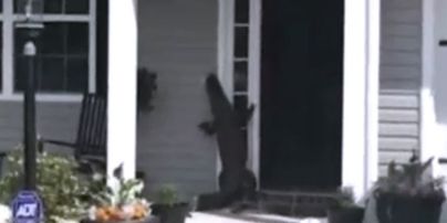 В Америці нахабний алігатор постукав у двері будинку