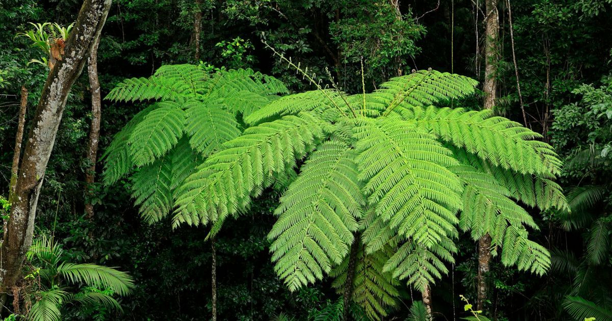 Деревна папороть Cyathea rojasiana з Панами