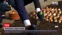 На Майдане Незалежности высаживают 100 тысяч тюльпанов | Новости Киева