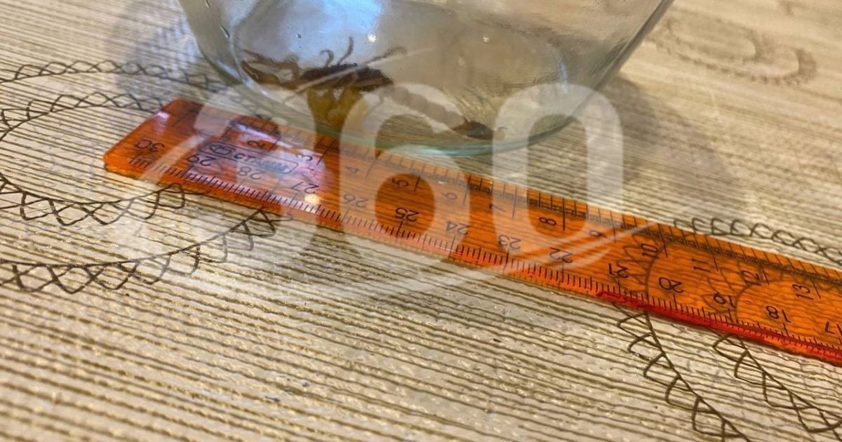 Фото: t.me/tv360