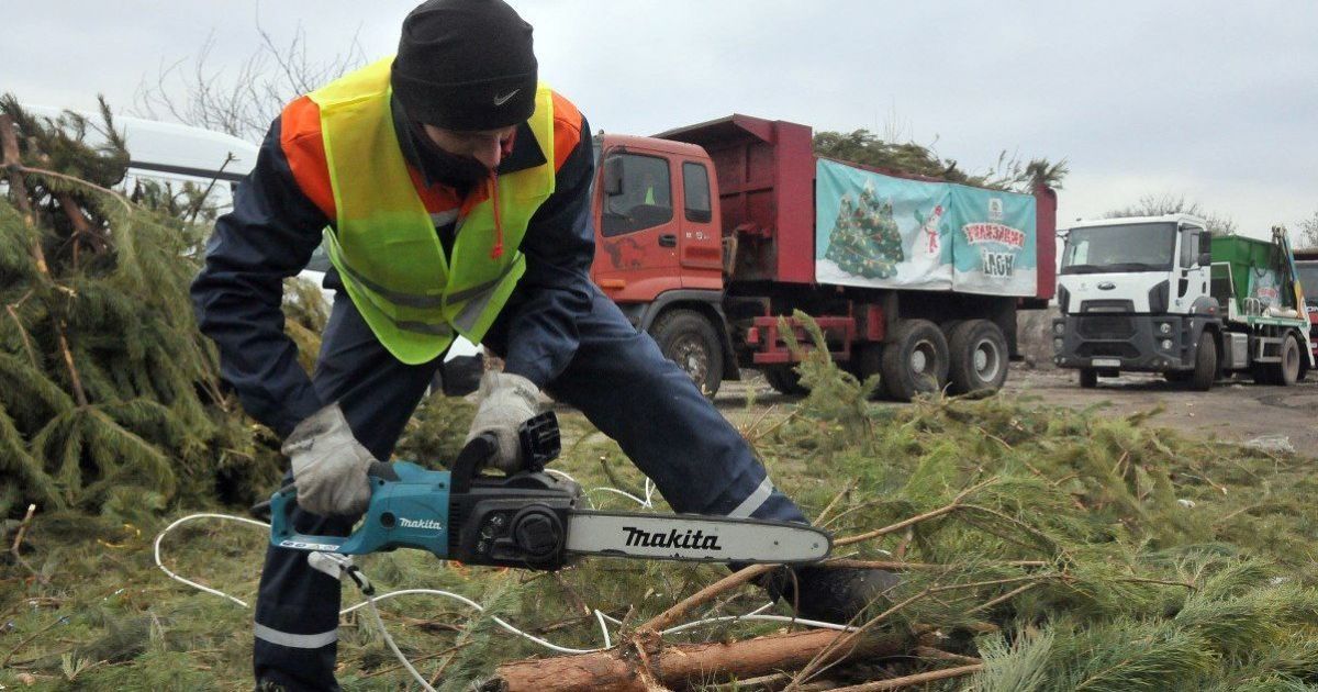 Вторая жизнь новогодней елки: как и для каких нужд утилизируют праздничные деревья