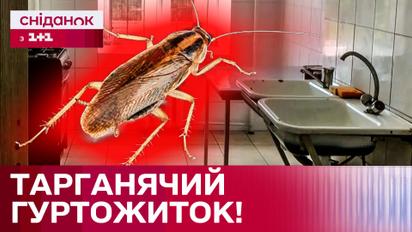 Жах! Гуртожиток набитий тарганами! Як з цим боротися?
