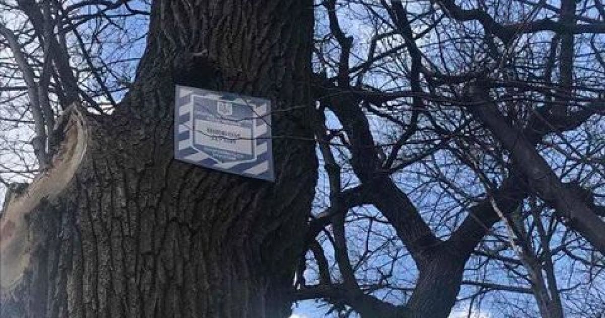 У Голосіївському парку Києва зрізали біля двох десятків вікових дубів
