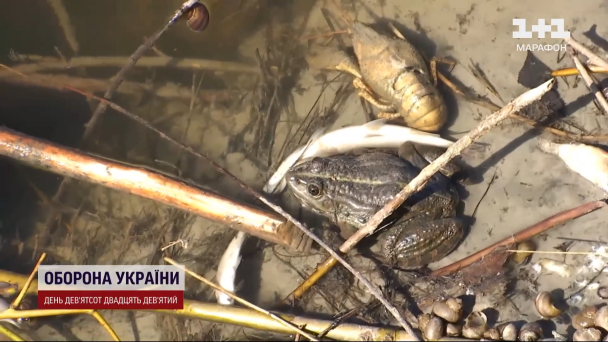 Отруєна риба