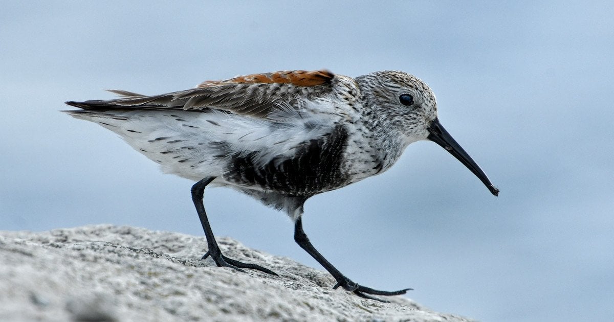 Побережник чорногрудий. Фото: Mykola Swarnyk/CC BY-SA 3.0