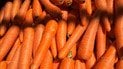 Найсолодші сорти моркви