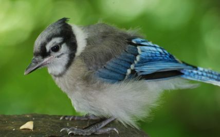 Дивно поводяться і втрачають контроль над кінцівками: у США через невідому хворобу масово гинуть співочі птахи