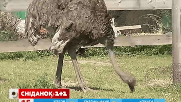 Популярным среди украинцев становится агротуризм