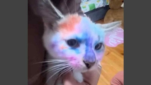 Дитина розмалювала кота Фото: скрин відео в соцмережі