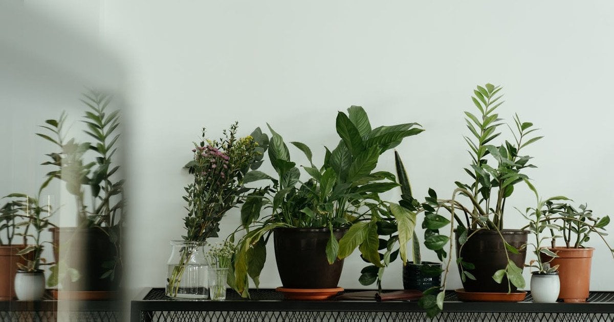 Як доглядати за кімнатними рослинами